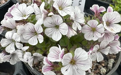 Gypsophila cerastioides